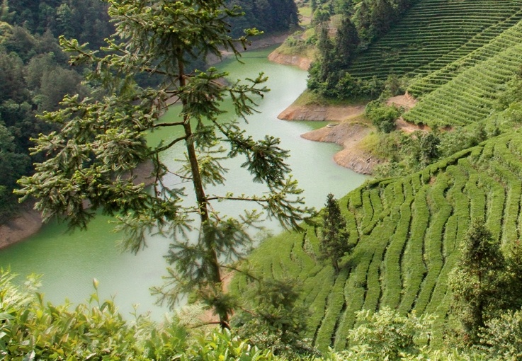 china sencha bio