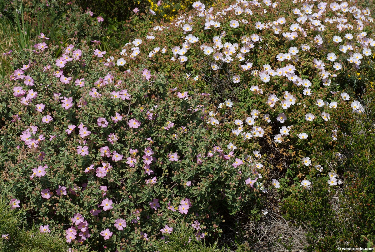 cistus