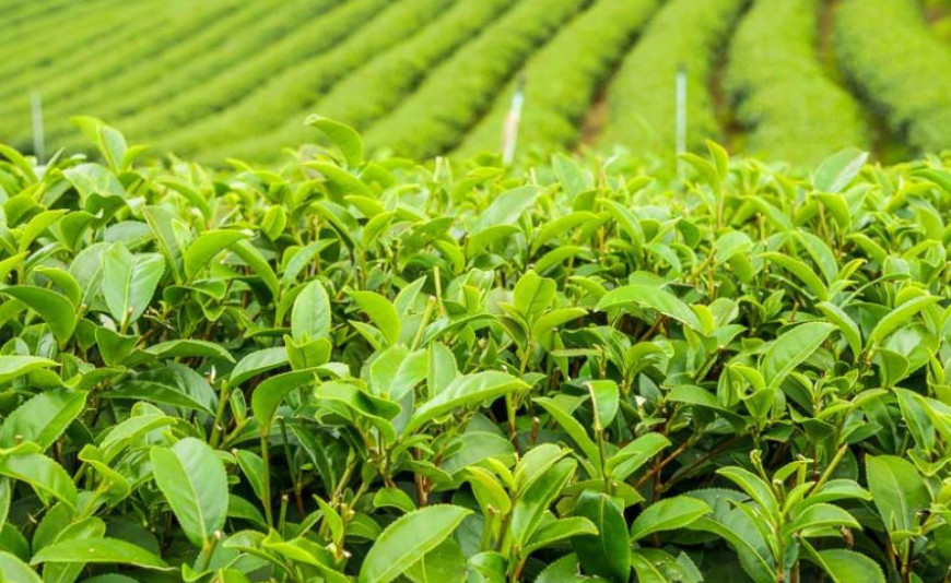 Tea trees